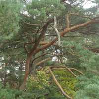 Eastern Pine