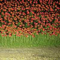 Field of red poppies