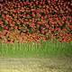 Field of red poppies