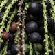 Fishtail Palm fruits and seeds