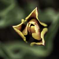 Flower half-open on a flower