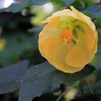 Flowering Maple