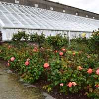 Flowers and plants outside the greenhouse