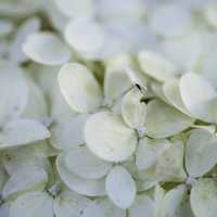 Fly on white flower petals