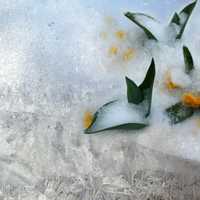 Frozen flower petals in snow
