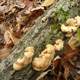 Fungus growing on tree trunk