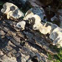 Fungus growing on Tree