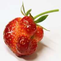 Funky looking strawberry