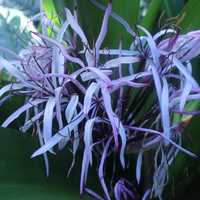 Giant Spider Lily 