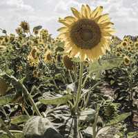 Giant summer sunflower