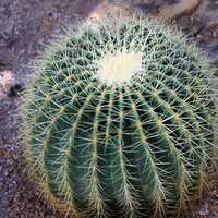 Golden Barrel Cactus