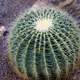 Golden Barrel Cactus