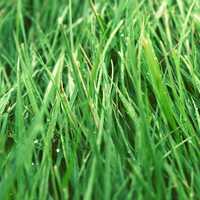 Grass Blades image