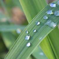 Grass with Morning Dew