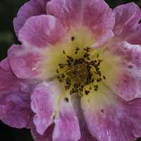 Great Closeup of an inner rose