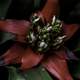 Green center and red flower macro - Guzman