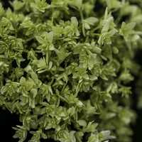 Green Leaves on a plant