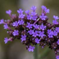 Group of purple flowers