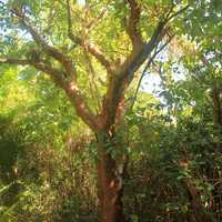 Gumbo Limbo tree