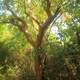 Gumbo Limbo tree