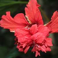 Hibiscus