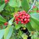 Holly