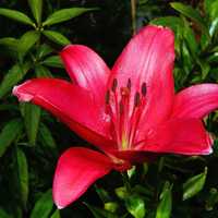 Hot Pink Lily Flower