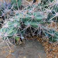 Dagger Cholla