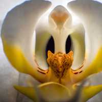 Inside of Orchid Flower