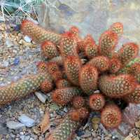 Lace Cactus