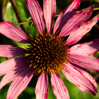 Large pink flower with core