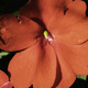 Large red flower with red petals