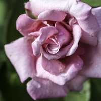 Layers Pink Rose