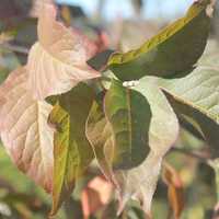 Leaves