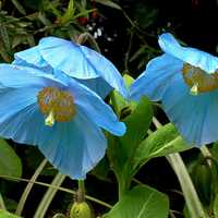 Light Blue Flowers in the field