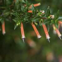 Long red tube flowers macro