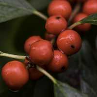 Macro close-up of berries