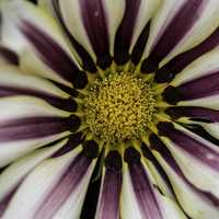Macro of white and purple flower with yellow center