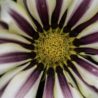 Macro of white and purple flower with yellow center