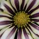 Macro of white and purple flower with yellow center