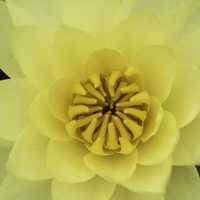 Macro of Yellow Flower