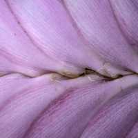 Macro Purple Leaf detail