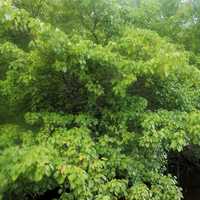 Manchineel Tree