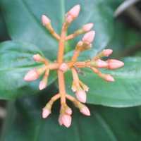 Medinilla 