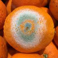Mold on an Orange