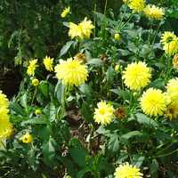 Yellow Dahlias