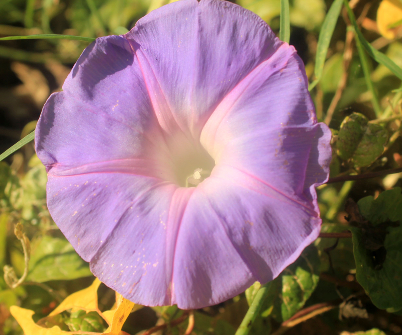 Morning Glory Background