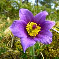 Mountain Pasqueflower - Pulsatilla alpina