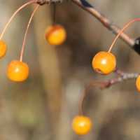 Orange Berries