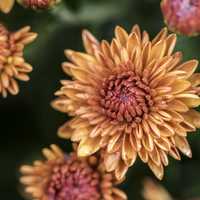 Orange flowers in full Bloom